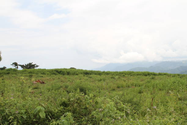 istock Resting Cow in Ethiopia - Wide 1304615849