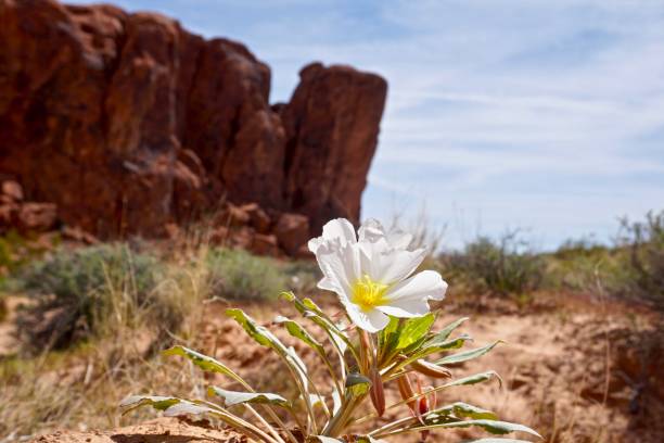 istock single flower in the desert 1304617380