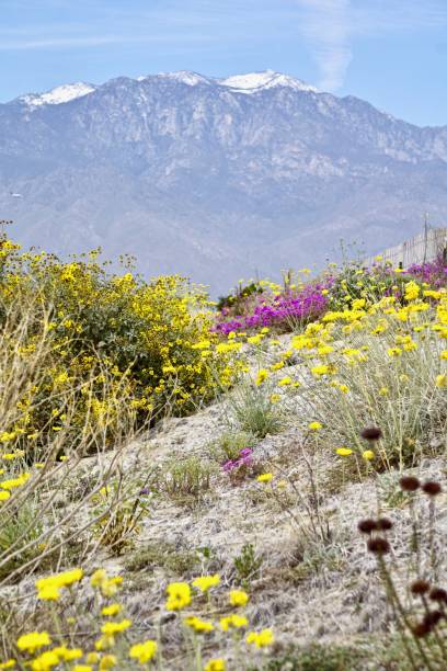 blumen blühen in den wüstenbergen - wildflower california desert spring stock-fotos und bilder