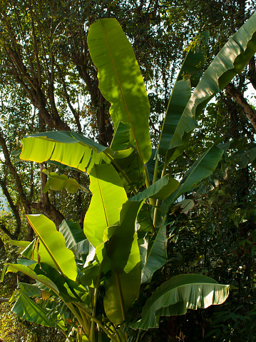 picture of banana tree and shining leaves.