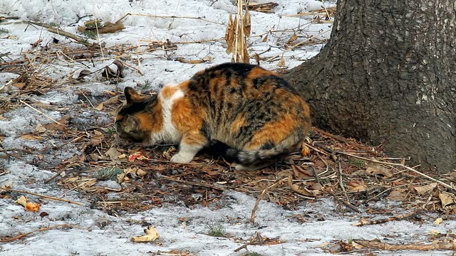 Homeless hungry cat in winter.
