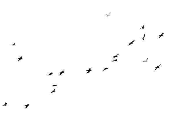 istock Flock of birds flying isolated on white background 1304619059