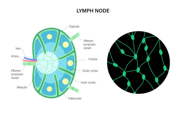 illustrazioni stock, clip art, cartoni animati e icone di tendenza di anatomia dei linfonodi - lymph node