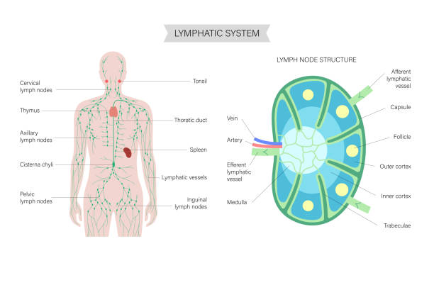 ilustrações, clipart, desenhos animados e ícones de anatomia do linfonodo - lymphatic system