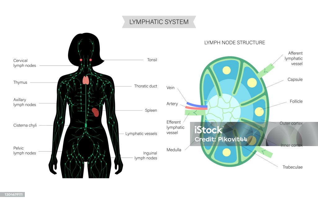 Inflammation Des Ganglions Lymphatiques Mots Croisés Anatomie Des Ganglions Lymphatiques Vecteurs libres de droits et plus d