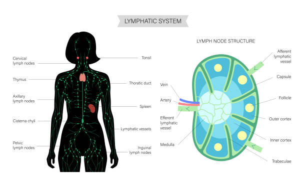 illustrazioni stock, clip art, cartoni animati e icone di tendenza di anatomia dei linfonodi - lymph node