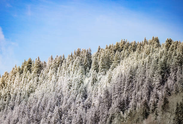 Snow covered fir forest on the mountain in winter over blue sky