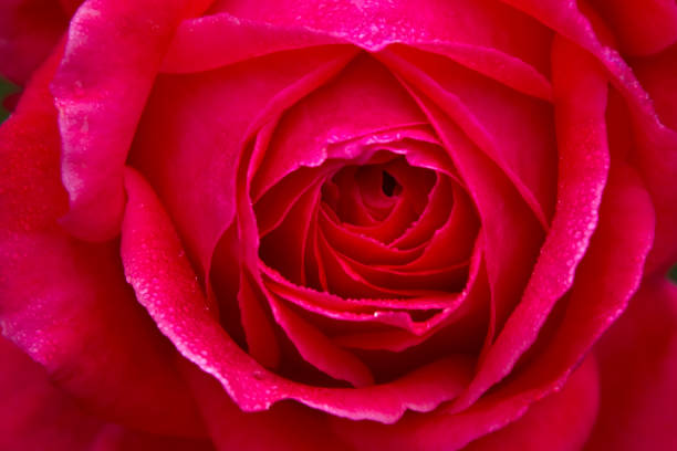 istock Rose Flower - Close Up - Microphotography 1304619561