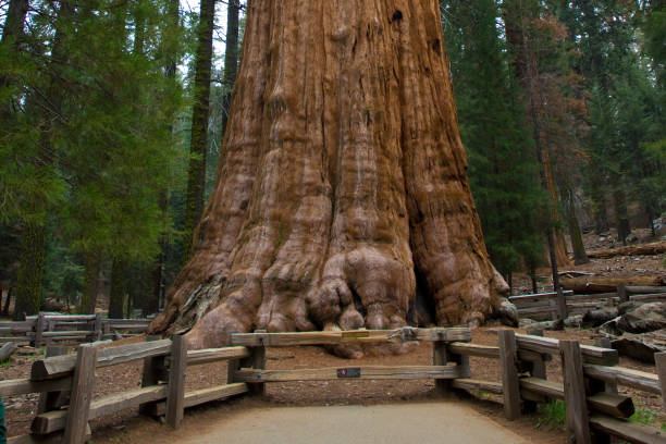 istock Sequoia & Kings Canyon - National Park 1304619874