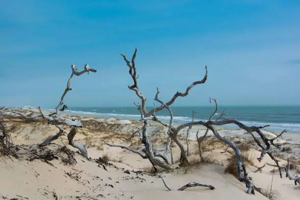 Photo of Assateague Island National Seashore