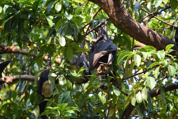australia- zbliżenie spectacled fruit bat w cairns - bat fruit bat mammal australia zdjęcia i obrazy z banku zdjęć