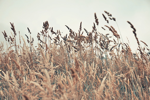 A Low Angle Close-Up Viewpoint of a Meadow for a Boho Style Grass Head Background