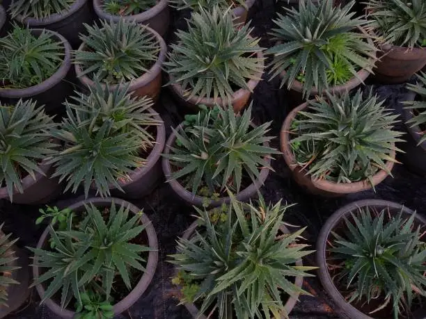 Photo of Dyckia brevifolia or sawblade plant in a garden