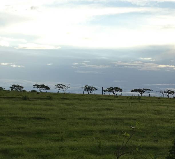 istock small trees organized rural area 1304623478