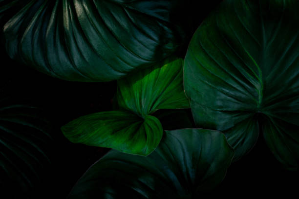 istock tropical leaves, abstract green leaves texture 1304623577