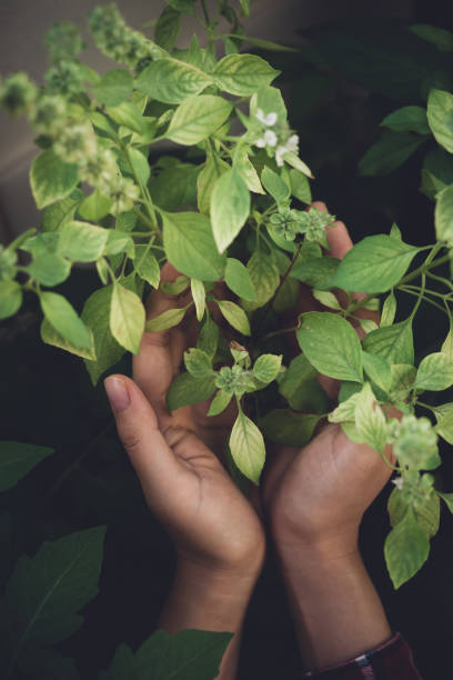 istock Hands holding basil leaves plant with flowering 1304635617