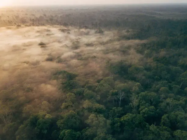 Borneo wildlife and jungle in the Tanjung Puting national park. The national park is located in the Southern West part in the indonesian part of Borneo. This part was unfortunately also damaged in a fire in 2019.