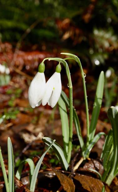 istock Snowdrop Flowers After The Rain 1304636555