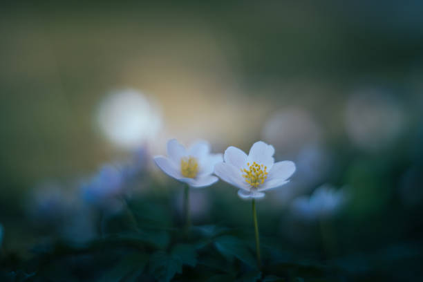 istock Wood anemone anemone nemorosa soft focus 1304638079
