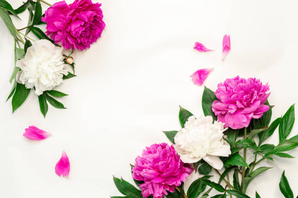 istock Pink and white peonies on white background. Top view, copy space 1304639282