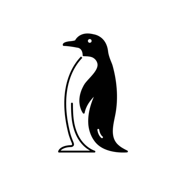  .  Pingüino Blanco Y Negro Fotografías de stock, fotos e imágenes libres de derechos