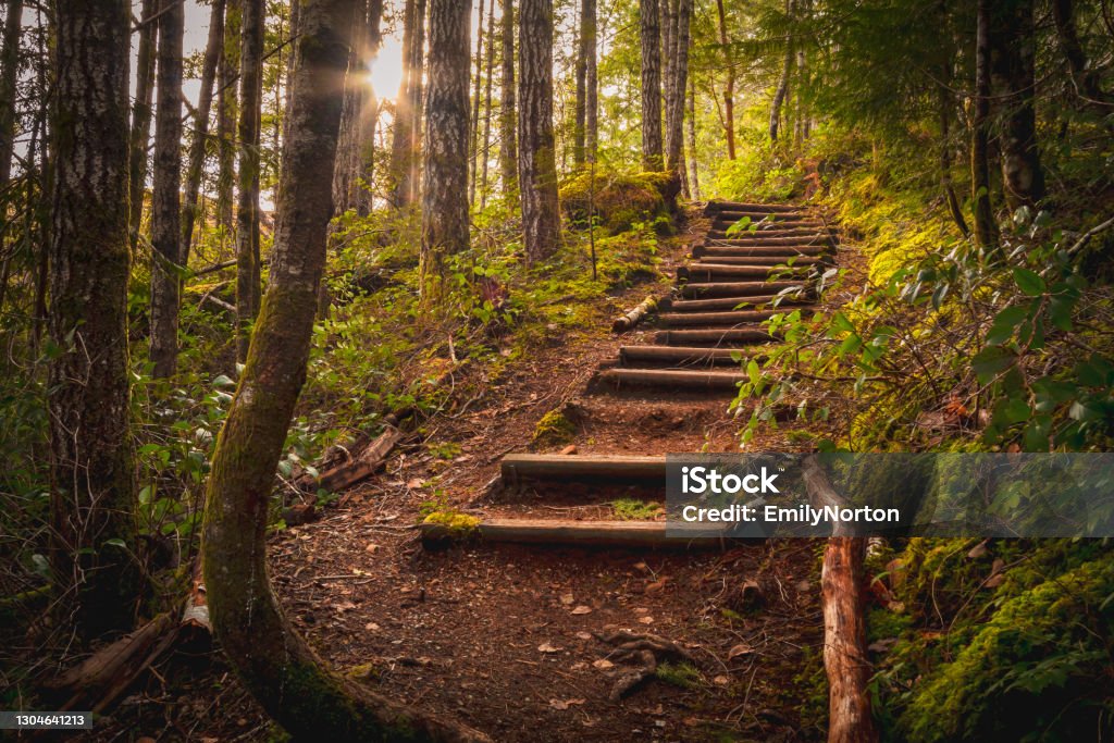 Vancouver Island Forest Lush forest area on southern Vancouver Island. Staircase Stock Photo