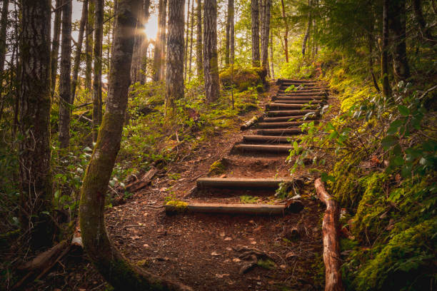 Vancouver Island Forest Lush forest area on southern Vancouver Island. outdoor staircase stock pictures, royalty-free photos & images
