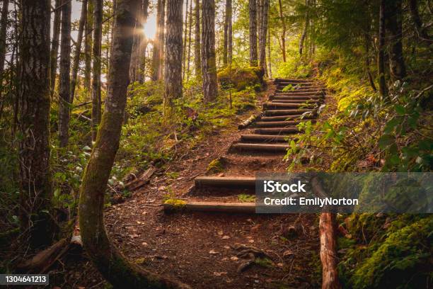 Vancouver Island Forest Stock Photo - Download Image Now - Staircase, Steps, Outdoors