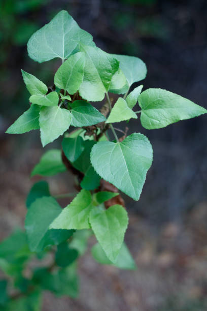 istock VENEGASIA CARPESIOIDES LEAF - TOPANGA SP - 020421 B 1304642237