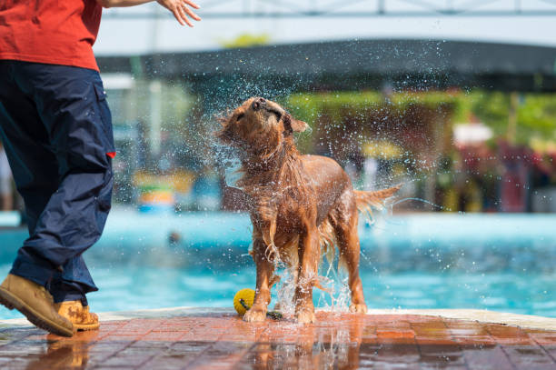 istock Golden Retriever throws water by the pool 1304643993