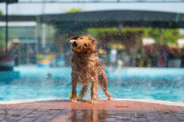 istock Golden Retriever throws water by the pool 1304643995