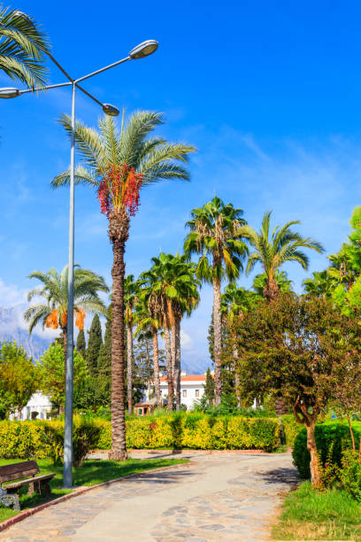 passerelle piétonne et palmiers dans un parc urbain. paysage tropical - 2784 photos et images de collection