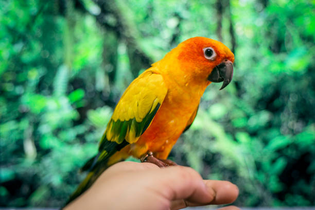 istock Adorable sun conure parrots on hand 1304646550