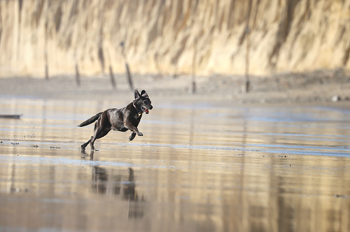 Labrador mixed-breed dog, ears flapping in the wind, chases a ball on a picturesque beach in southern California.
