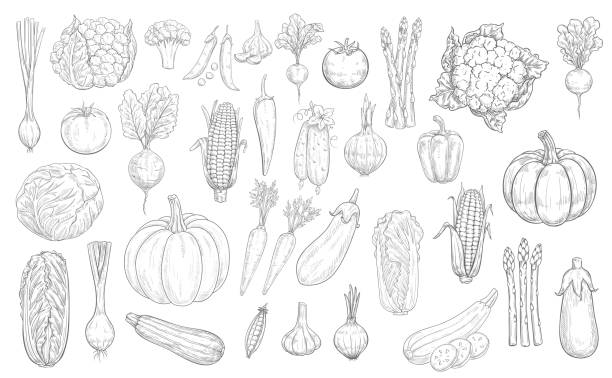 gemüse skizze symbole, bauernhof lebensmittel ernte gemüse - spargel stock-grafiken, -clipart, -cartoons und -symbole