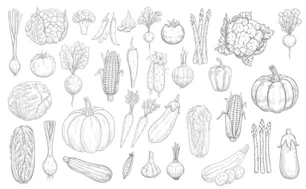 ilustrações, clipart, desenhos animados e ícones de ícones de esboço de vegetais, vegetais de colheita de alimentos agrícolas - asparagus