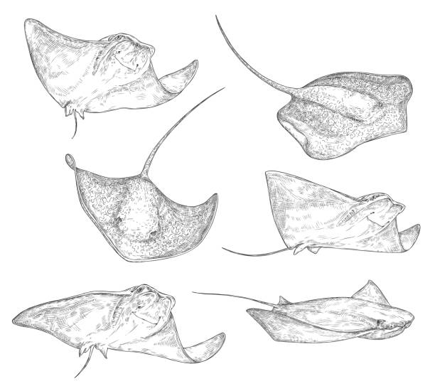ilustrações, clipart, desenhos animados e ícones de stingray, esboço de peixe subaquático, monstro do oceano - manta ray