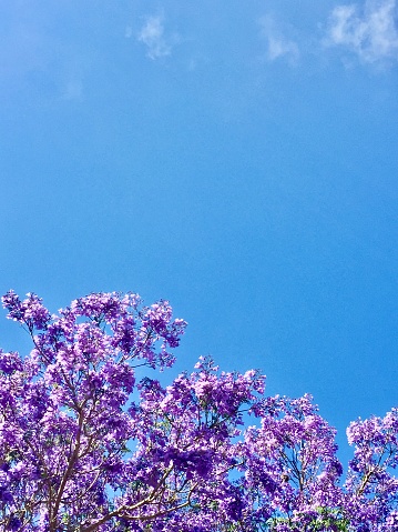 Vertical landscape of purple flowering jacaranda tree top against summer blue sky with subtle cloud background