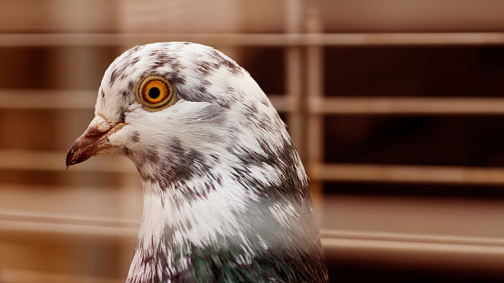 Portrait of a beautiful pigeon. Bird in a cage.