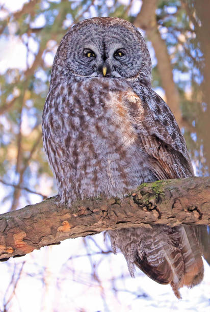 istock Great Grey Owl sitting on a fir tree branch in winter 1304650985