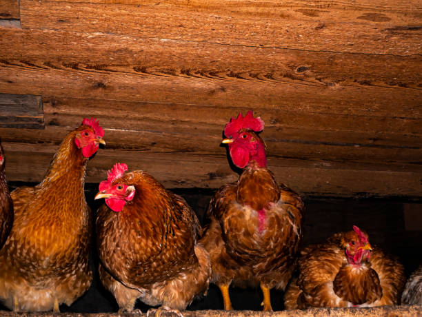 istock Brown hens with a red comb in a chicken coop. 1304653913