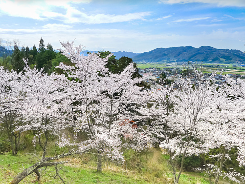 Cherry blossoms in full bloom with a mountain view.
