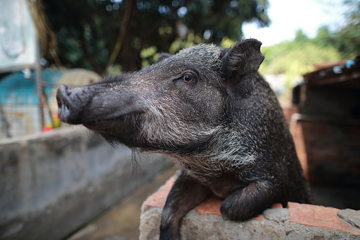 Happy young black pig on a farm