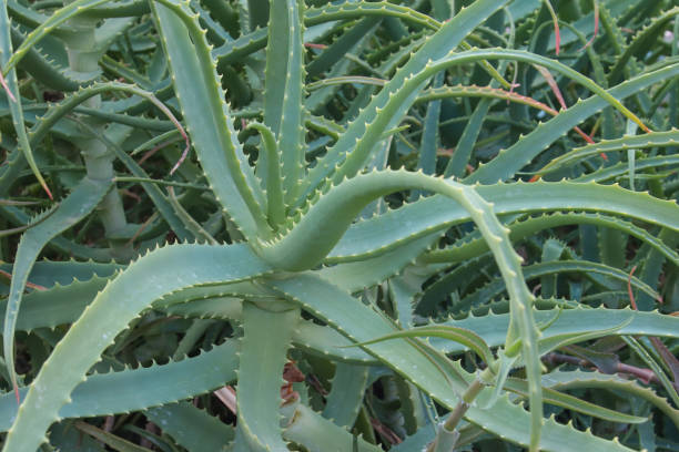 istock Aloe plant used for medicinal purposes. 1304655297