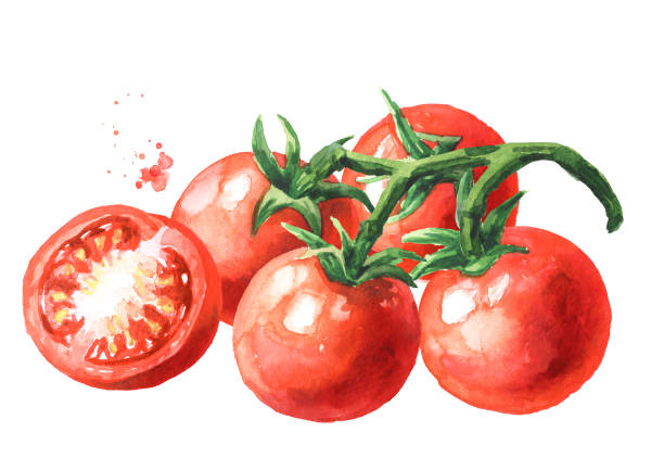 illustrazioni stock, clip art, cartoni animati e icone di tendenza di pomodorini freschi sul ramo, illustrazione ad acquerello disegnata a mano, isolati su sfondo bianco - cherry tomato