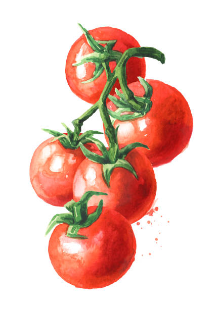 ilustrações de stock, clip art, desenhos animados e ícones de fresh ripe cherry tomatoes on the branch. hand drawn watercolor illustration, isolated on white background - footpath small green white