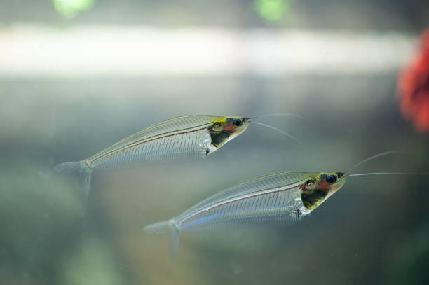 istock Kryptopterus Bicirrhis in a beautiful aquarium 1304656938