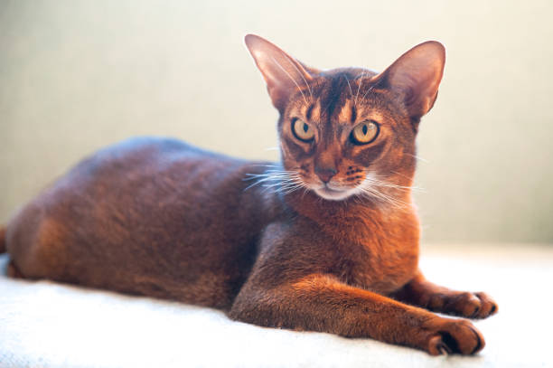 istock Close-up portrait  cute Abyssinian  cat front view, and looking at the camera 1304656986
