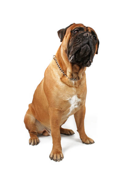 istock dog bullmastiff studio in white background 1304657458