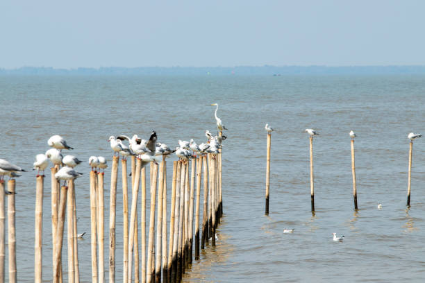 istock Seagulls perched on bamboo poles in the sea. 1304660542